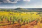 Vineyards near to the Beaux Village de France of Vezelay in the Yonne area, Burgundy, France, Europe