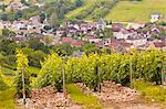 Champagne vineyards near to Balnot-sur-Laignes in the Cote des Bar area of the Aube department, Champagne-Ardennes, France, Europe