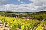 Champagne vineyards above the village of Viviers sur Artaut in the Cote des Bar area of the Aube department, Champagne-Ardennes, France, Europe