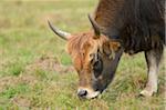 Close-up of Cattle Grazing in Autumn, Bavarian Forest National Park, Bavaria, Germany