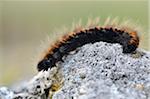 Close-up of Fox Moth (Macrothylacia rubi) Caterpillar on Stone in Autumn, Bavaria, Germany
