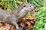 Portrait of European Otter (Lutra lutra) in Autumn, Bavarian Forest National Park, Bavaria, Germany