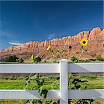 Arches National Park - sunflowers in the camp