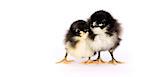 Two chicks of the Australorp Variety stand together on white