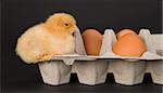One Newborn Chicken sits with some fresh eggs in a carton