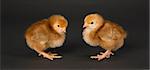 Two Chicks stand beak to beak