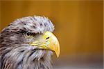 portrait of Big Sea Eagle (Haliaeetus albicill) looking ahead with space for text