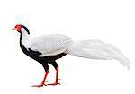 Male silver pheasant (Lophura nycthemera) isolated ob white background