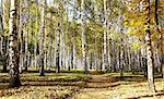 Pathway in october autumn sunny birch grove