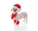Little white festive dog looking in anticpation for santa or at your message.  White background.