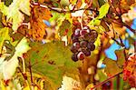 Closeup image of ripe grape among red,yellow and orange leaves on autumnal vineyard in Piedmont, Northern Italy.