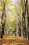 Sunny autumn October forest on blue sky