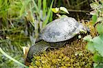 European pond turtle, Emys orbicularis on moss at a pond