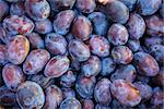ripe purple and blue Plums (Blackthorns) Background, Texture, detail
