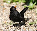 Close up of a cheeky male Blackbird