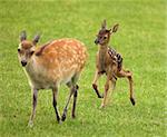 A baby Fallow Deer chasing after mum
