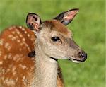 Close up of a young female Fallow Deer