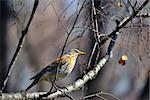 Song Thrush (Turdus philomelos) sitting on a branch