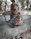 Macaques have fun - crab-eating macaque or the long-tailed macaque (Macaca fascicularis), Bali.