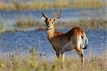 A male red lechwe antelope (Kobus leche), Chobe National Park, Botswana