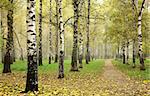 Morning autumn mist in october birch grove at crossing paths