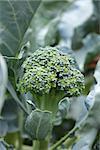 Close up of growing head of broccoli