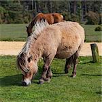 The wild pony in New Forest National Park in Great Britain