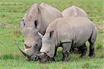 White rhinoceros (Ceratotherium simum) feeding in open grassland, Lake Nakuru National Park, Kenya
