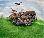 Wild Animals And Birds Collage