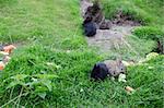 Cute rabbits sitting on green grass and eating