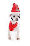 Pet dog wearing a Christmas santa hat headband and red and white scarf.  White background.
