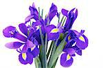 Bunch of Beautiful Purple Dutch Iris with Water Droplets isolated on white background