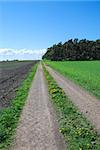 Farmers dirt road at a green field in springtime with dandelions. From the island Oland in Sweden.