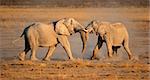 African elephant (Loxodonta africana) bulls fighting, Etosha National Park, Namibia