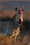 Cape Mountain Zebra (Equus zebra), Mountain Zebra National Park, South Africa