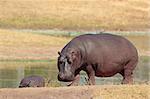 Hippopotamus (Hippopotamus amphibius) on river bank, South Africa