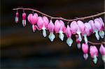 This perennials plant names bleeding heart or dicentra. Flowers have pink and white petals.