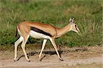 Thomsons gazelle (Eudorcas thomsonii), Amboseli National Park, Kenya