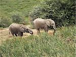 African elephants (Loxodonta africana) can be found in Eastern, Southern and West Africa, either in dense forests, mopane and miombo woodlands, Sahelian scrub or deserts. The IUCN Red List considers elephants as vulnerable, mainly due to ivory poaching.