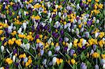 There are many multi-colored crocuses on the photo. Such flowerbed is characteristic for spring.