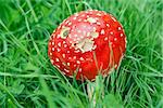 Detail of the fly poison amanita - amanita muscaria - poisonous mushroom