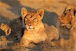 African lion cub (Panthera leo) in early morning light, Kalahari desert, South Africa