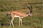 Male Grants gazelle (Nanger granti), Lake Nakuru National Park, Kenya