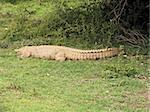 Despite its name the Nile Crocodile (Crocodylus niloticus) is common in all parts of Africa except the Sahara and the northern coast and known to attack domestic animals and humans.