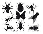 Insects on a white background
