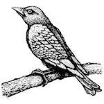 Retro illustration of the bird on branch