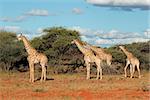 Group of giraffes (Giraffa camelopardalis), South Africa