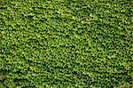 Green wall background of Parthenocissus tricuspidata known as Japanese creeper, Boston ivy, Grape ivy, Japanese ivy, and woodbine