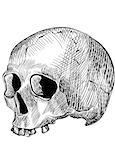 Engraved human skull. Drawn with illustrator's brushes.
