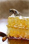 macro shot of honey bee on a honeycomb (natural product)